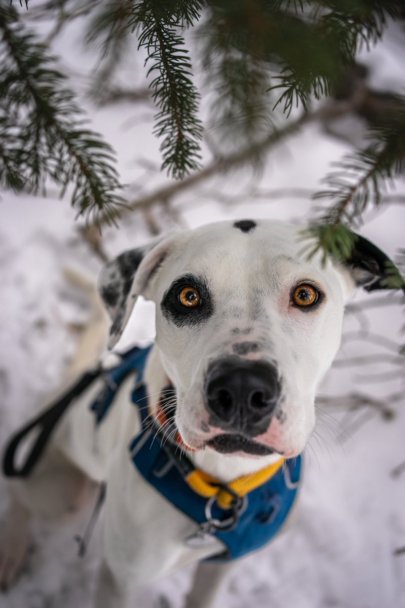 For the simple fact that I can post a full uncropped photo, you’ll find me on #dogsoftwitter #dogphotography #dogsofinstagram #doge