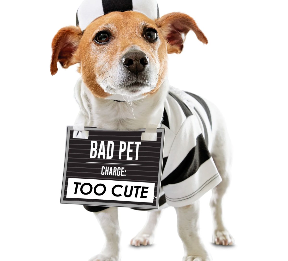 PSHmascotas's tweet photo. - Mala mascota  💣
Cargo: Demasiado adorable 

¿De qué habéis vestido a vuestra mascota hoy? 

Feliz día de #Carnaval2022 a todos!! ❤️
#psh #mascotas  #vegan #pet #perro #preso https://t.co/SiNG1OPrEB