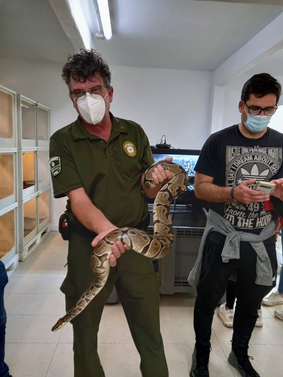 🐍🦂🕷 Junto a <a href="/NeotropicoFound/">Fundación Neotrópico</a> , formamos al personal de la #UPMA y de la Policía Ecológica de <a href="/policialalaguna/">Policía Local LL</a> para la recuperación de animales de especies exóticas, invasoras, potencialmente peligrosos o heridos.
#MedioAmbienteLL #LaLaguna