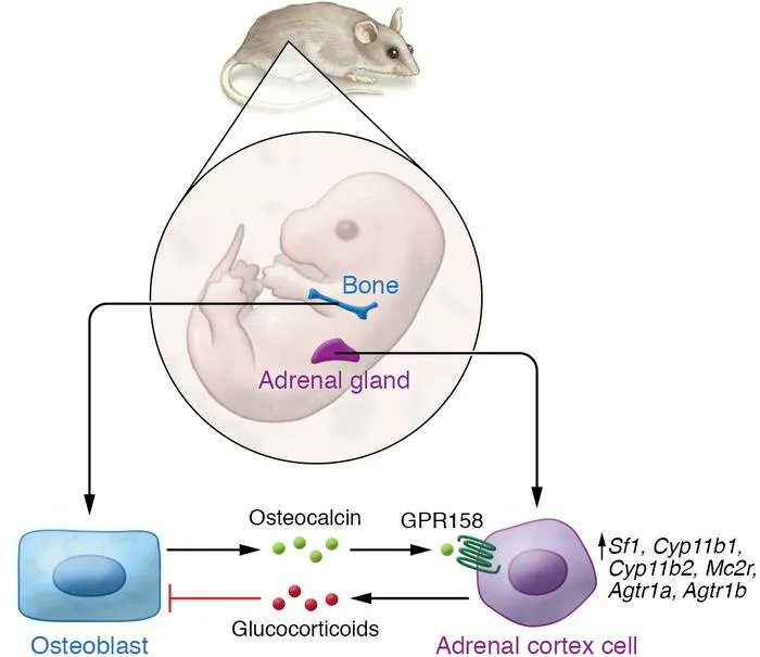 Journal of Clinical Investigation tweet media
