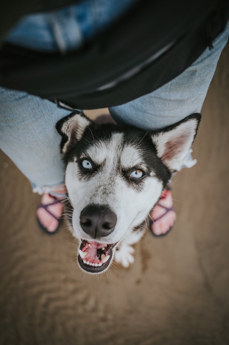 Good moooooorning #twitterdogcommunity #dogsoftwitter #dogsofinstagram #goodmorning #Husky