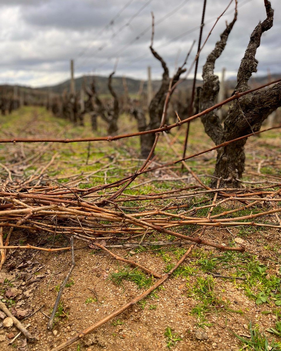 CantinaSedilesu's tweet photo. Con il sole, con il vento o con la pioggia, che sia caldo o che sia freddo.. A potare!
With the sun, with the wind or with the rain, whether it is hot or cold.. Pruning Time!
#potatura #potaturavite #pruning #pruningseason #pruningtime #vigna #vigne #vigneto #vigneti #Sardegna https://t.co/ewj664jaxo