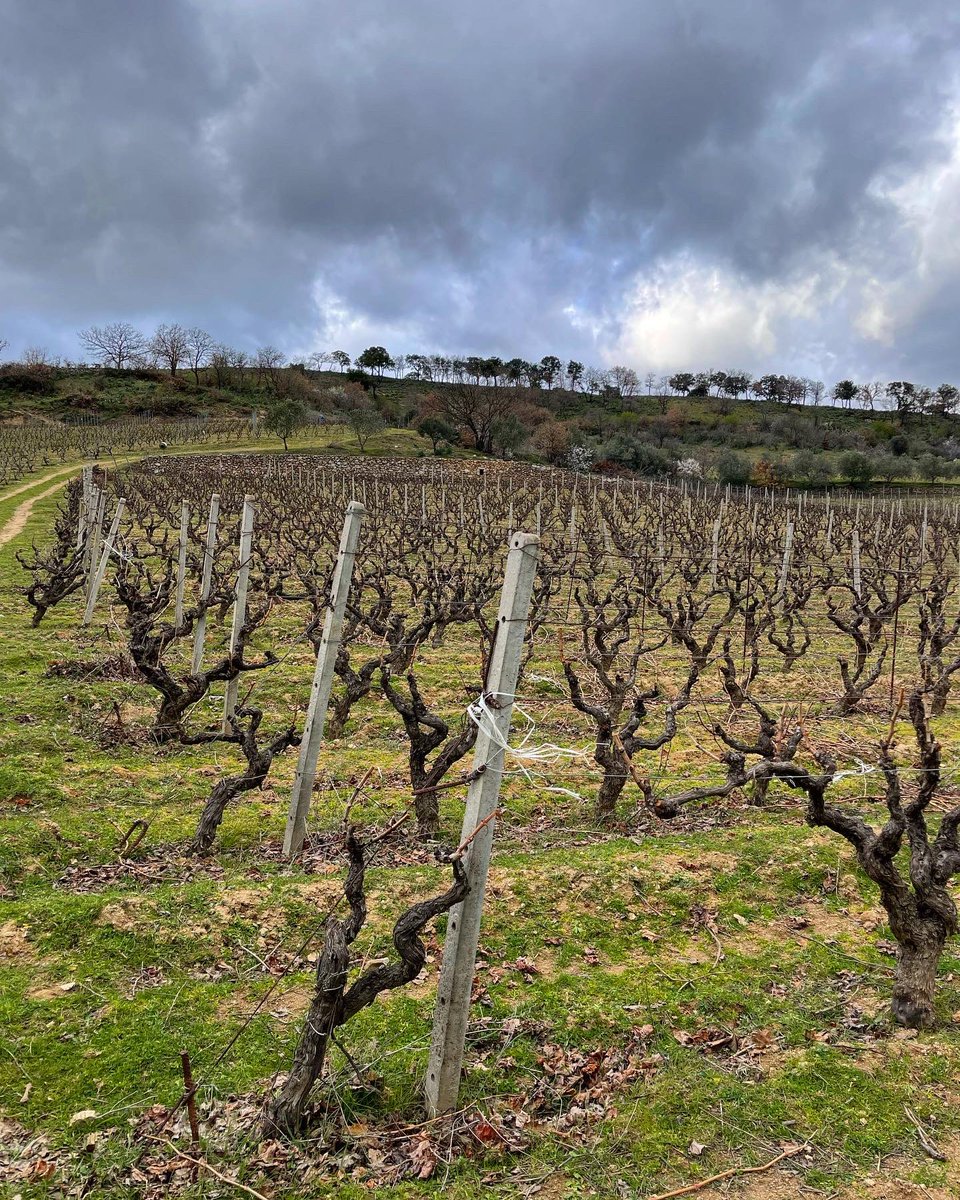 CantinaSedilesu's tweet photo. Con il sole, con il vento o con la pioggia, che sia caldo o che sia freddo.. A potare!
With the sun, with the wind or with the rain, whether it is hot or cold.. Pruning Time!
#potatura #potaturavite #pruning #pruningseason #pruningtime #vigna #vigne #vigneto #vigneti #Sardegna https://t.co/ewj664jaxo