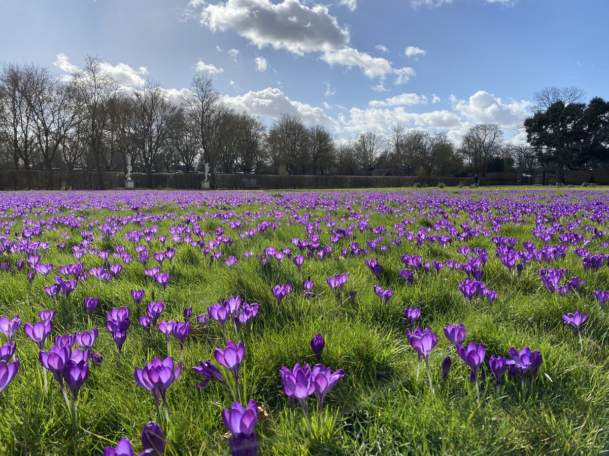 They’re back! Some perfect few sunny days ahead to see crocus..