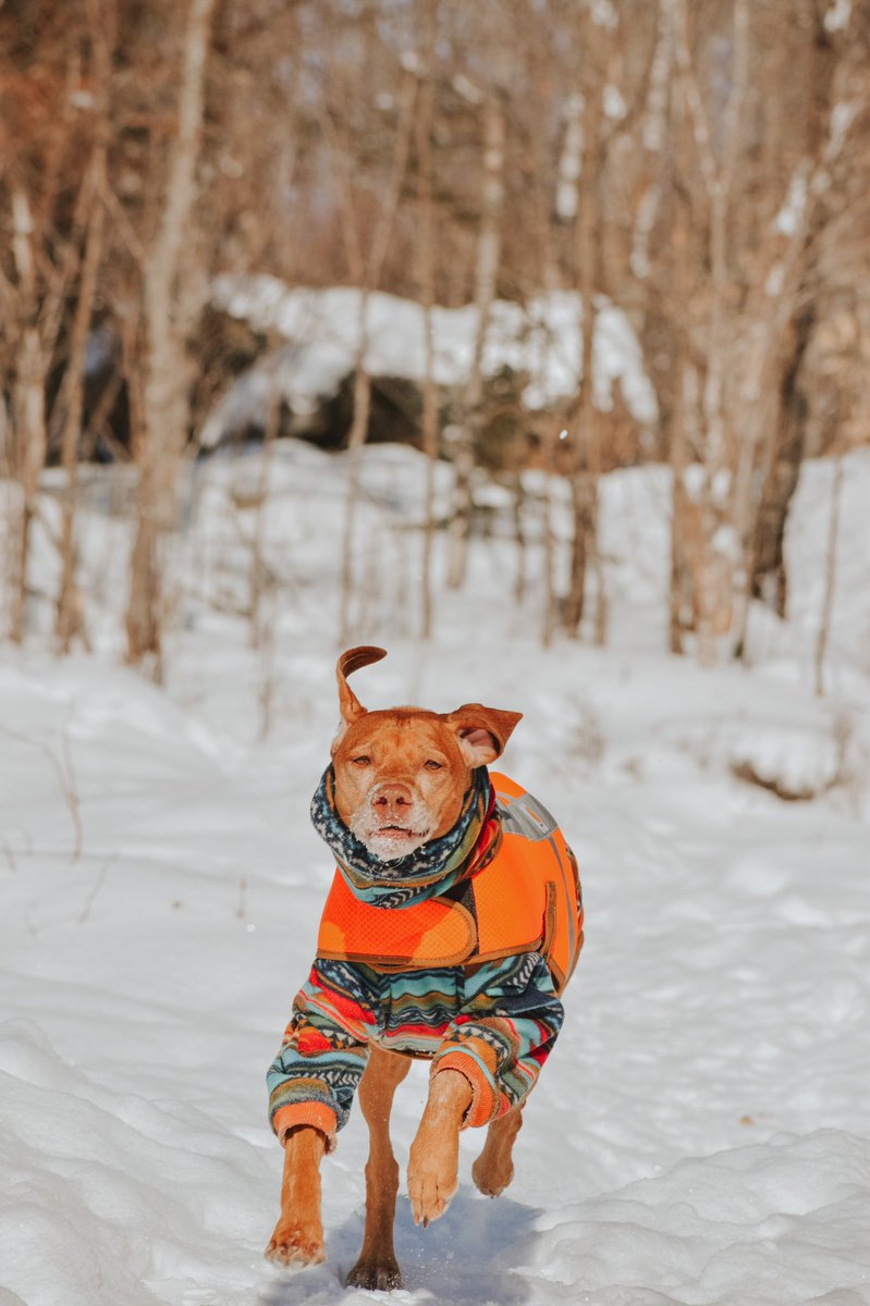 Better quality and no insta crop? Yes please 😍

Saw everyone was leaving Instagram for the #twitterdogcommunity so here we are! 

#hungarianvizsla #dog #adventuredog #hiking #hikingdog #vizsla