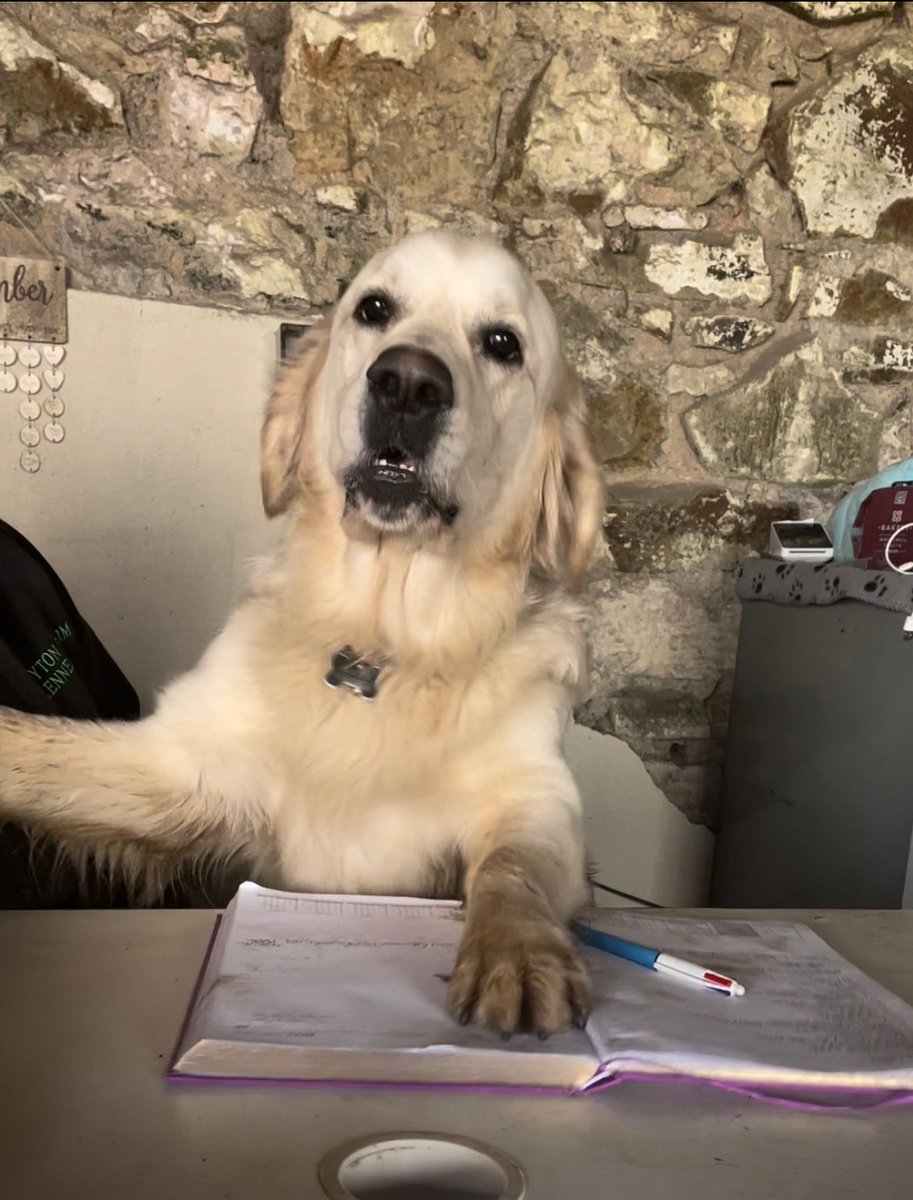 BonnytonFarm's tweet photo. James is our receptionist for today, he’s having a look through the books and there apparently is always room in the budget for more treats https://t.co/4Xa3Uk4gaM