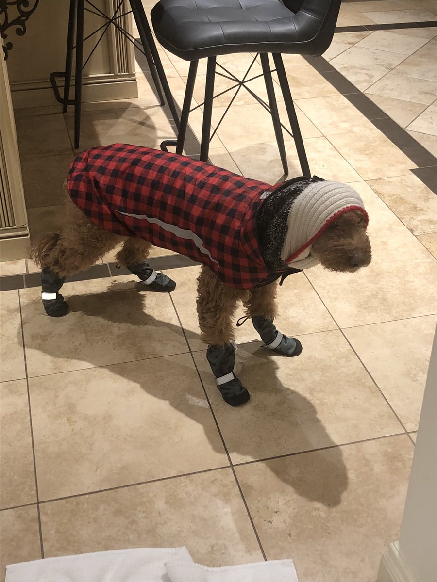 LilZen's tweet photo. @Seameritt @MarkConnollyCBC Bruno is also sporting the layered look of winter 2022, which he accessorizes with camo booties.  As you can tell from his face, he isn’t loving the feel of this look. https://t.co/F3uBXWEvtW