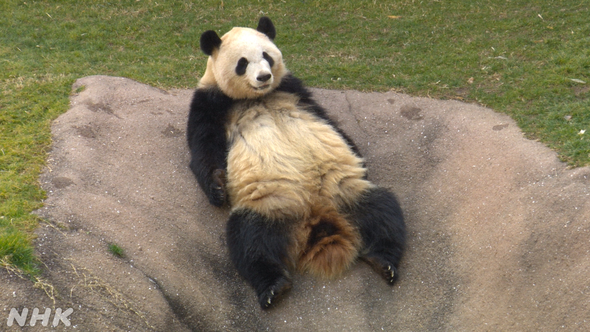 Nhk広報局 夕方にご案内した いいzooだね 岩合光昭の動物園歩き 和歌山 26日土曜 午後6時からbspとbs4k の資料を見ていましたら こういう一枚も 世の中いろいろございますが こういう感じでいきたいものです いかがでしょうか 予告動画
