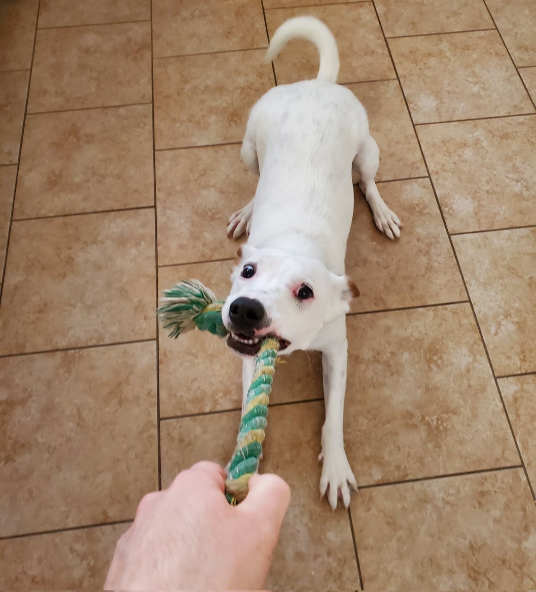 PeterReidJones's tweet photo. Heeyyy, that's mine!! 💚🐾💚🐾💚🐾
#dogdad #dogsofgameaudio #dogsoftwitter #dogsofinstagram https://t.co/kzN2uOstXK