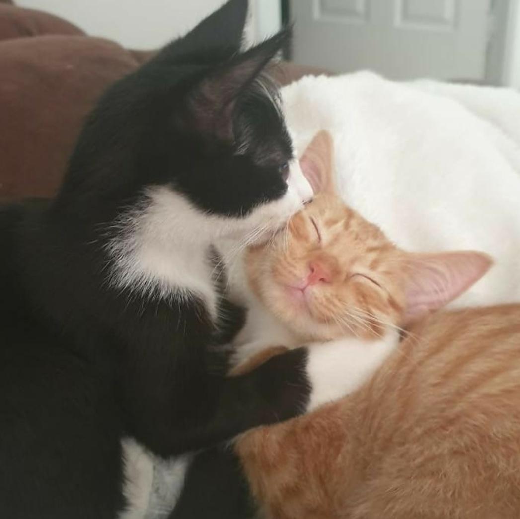 Кошки тьмок. Кошка моя любовь. Влюбленные кошки. Кошка моя любовь. Котики любовь.