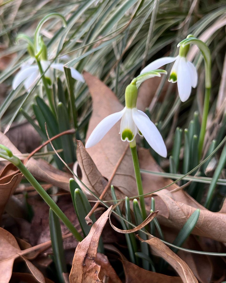 WDCGardener's tweet photo. Spring has sprung in my garden this week! The daffodil is โFebruary Goldโ and made it just in time. ๐ผ#gardendc #flowerfriday #fridayflowers #flowers #floweringbulbs #dmv https://t.co/TD8MsJKufZ