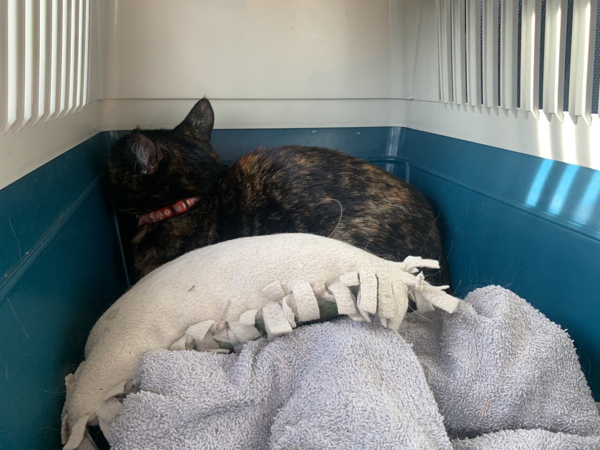 Eitt ar a milli elskar ennþa hornið