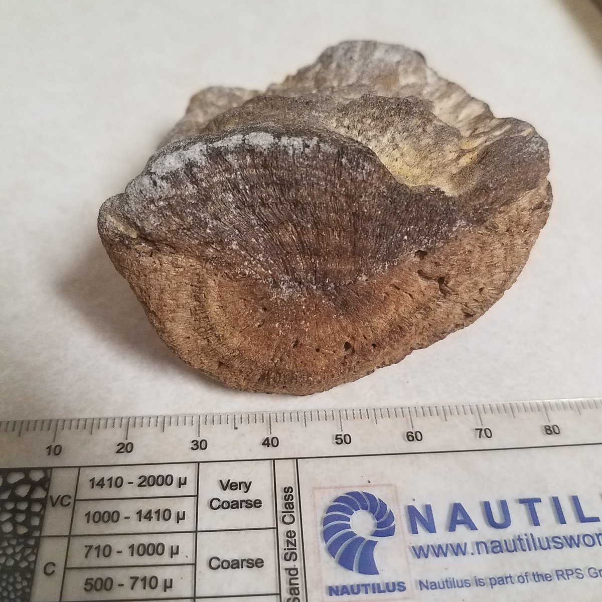 jin_verde's tweet photo. Found last weekend. #Miocene #CalvertCliffs deposit. The back is texture of bone, the top has a kind of epiphysis look, but then the tree rings of bone growth on the front. Very confusing. #fossilfriday https://t.co/S8qh2SnSCc