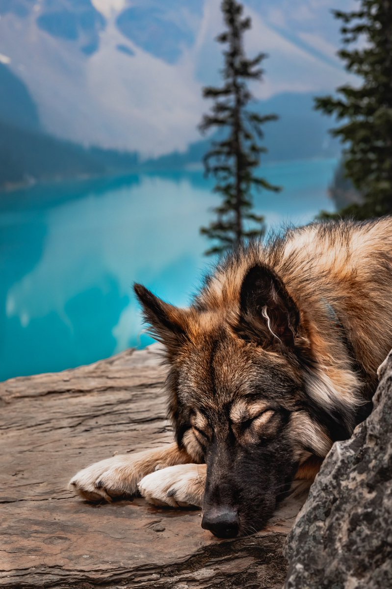 How we slept last night knowing the dog community will always find a way to thrive no matter the platform 😴😌 #DogsofTwittter #twitterdogcommunity #banff #canon #canonphotography #dogphotography