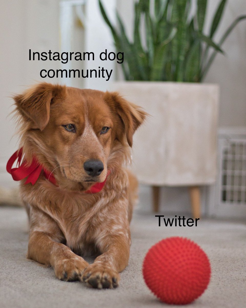 Been on Instagram all morning just so I can go through peoples stories and see who’s joining twitter 👀
#DogTwitter #twitterdogcommunity #DogsofTwittter #dogsofinstagram