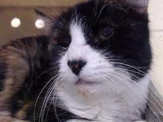 PeterAskin1's tweet photo. Lovely 18 year old tuxie kitty Doggie A5230028 at the #Downey #LosAngelesCA shelter dumped for alleged biting (& CRF)! This girl needs an updated medical work-up to check for possible dementia. Phone 562-940-6848 to place rescue hold! Pledge! VERY URGENT!
https://t.co/U5QePIKcRS https://t.co/fks7iHqBZT