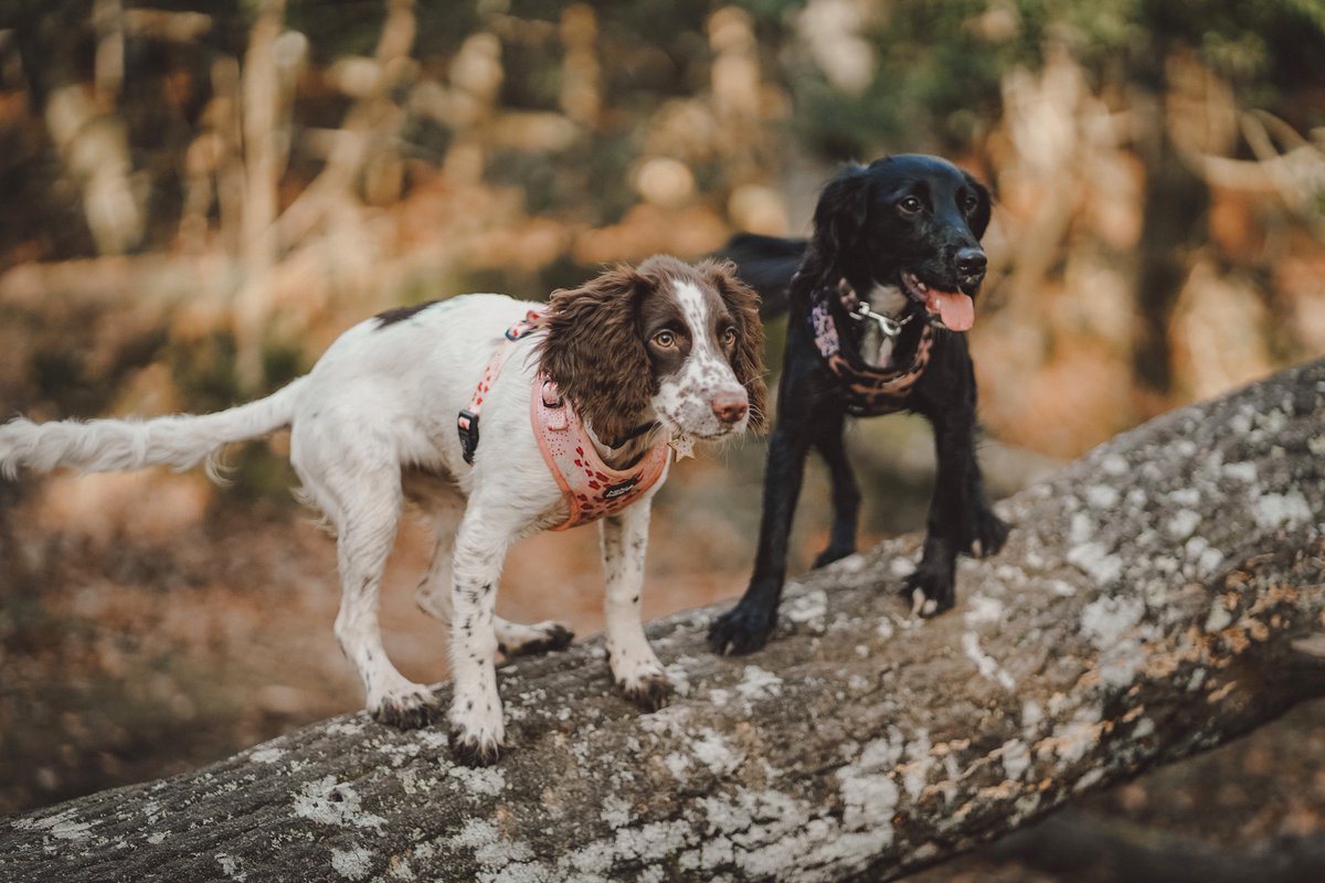 Hi everyone! We’re seeing what the  #twitterdogcommunity is all about! Looking forward to meeting some new friends! Meet Miley (right) and Bonnie (left) my crazy loving sprocker spaniels 

#dogsoftwitter 
#dogsofinstagram