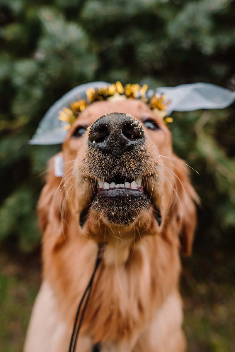My face today trying to figure out Twitter. Anyone make a “how to” pamphlet yet? No…? 
#twitterdogcommunity #dogsoftwitter #dogsofinstagram