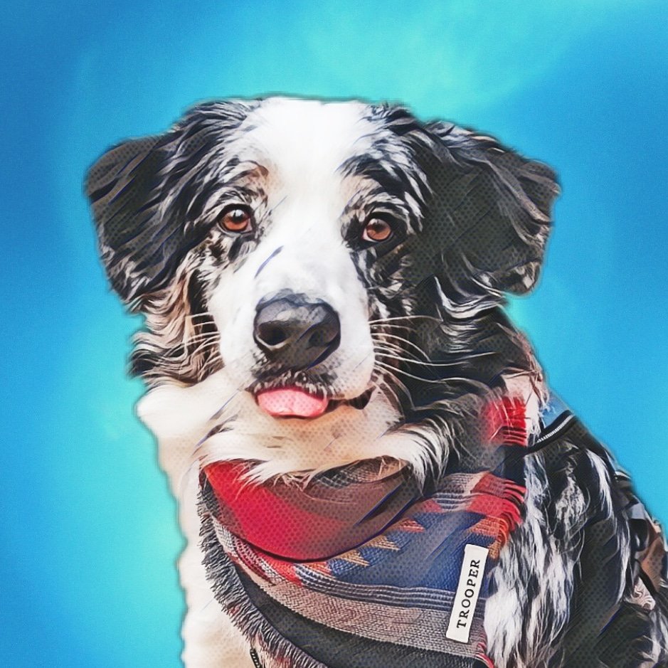 Joining the #twitterdogcommunity ! Someone please tell me how this works 😂😅🙈 #dogsoftwitter #dogs  #NewProfilePic