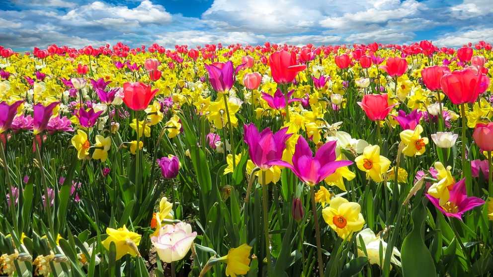 AcucarFm's tweet photo. El invierno va quedando atrás. Los días en los que solo apetece quedarse debajo de la manta parecen formar ya parte del pasado.

https://t.co/5LPF6KFl8Y https://t.co/IXVnQ6QNqL