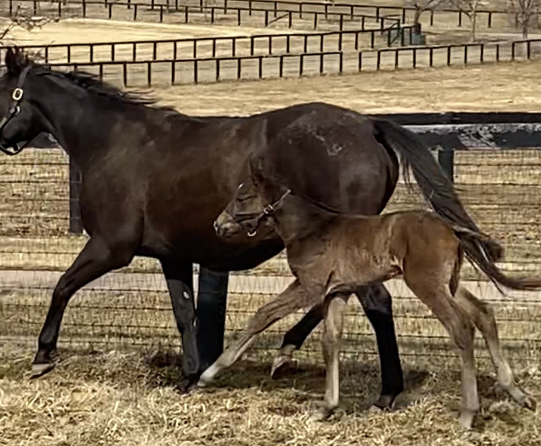 HallStables's tweet photo. Thrilled that Sister Blues will have a date with #Authentic in March! @spendthriftfarm @marktoothaker https://t.co/wT66bQTwRV