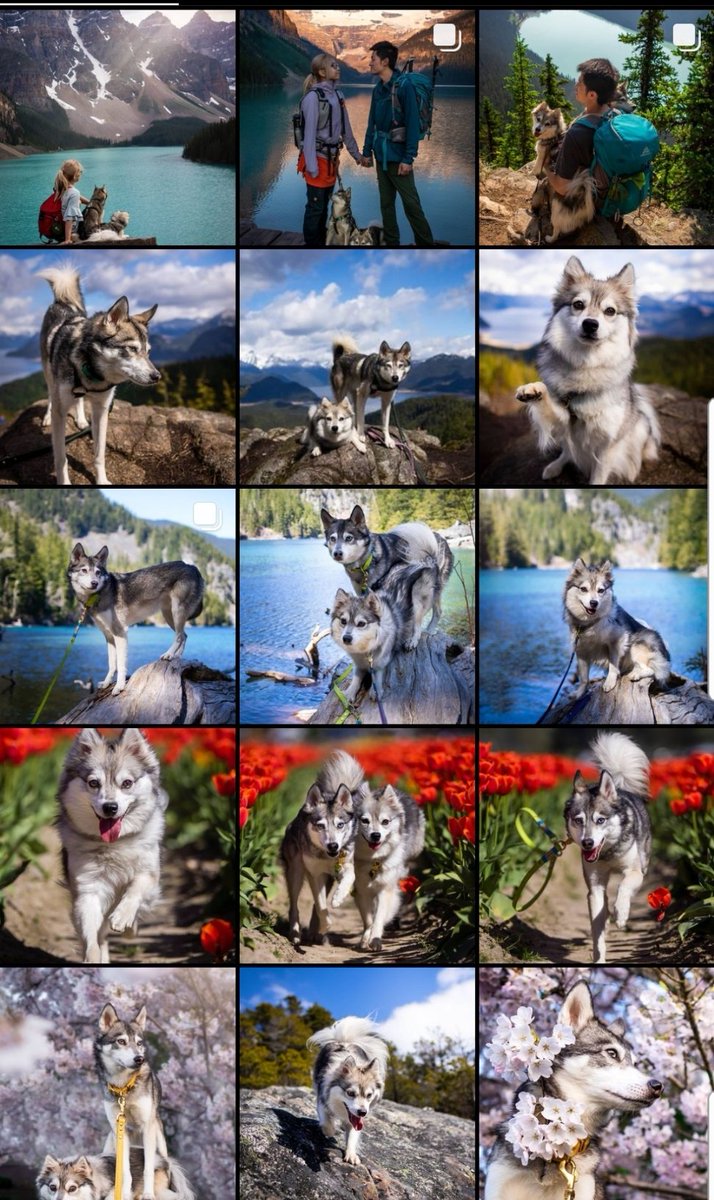 Salina | Kouki & Miko 🐺 tweet media