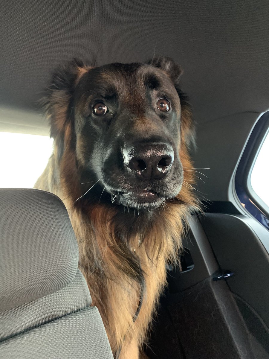 When everyone’s telling you you need to hope on the Twitter bandwagon but you barely know how to make a tweet 😬 #dogsoftwitter