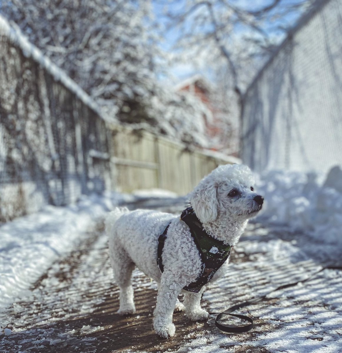 Hello all insta frens!! Leave your @ bellow for a follow (ours is life_of_fro_and_gim) 

#instagram #dogsoftwitter #dog #pets