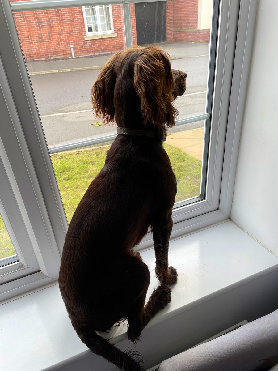 Dad tells me I’m part cat because I sit on the windowsill. I say it’s a better view for protecting dad and the house from all the neighbours passing by 🐶🐱💂‍♂️ #dogsoftwitter #guardDog #ferocious