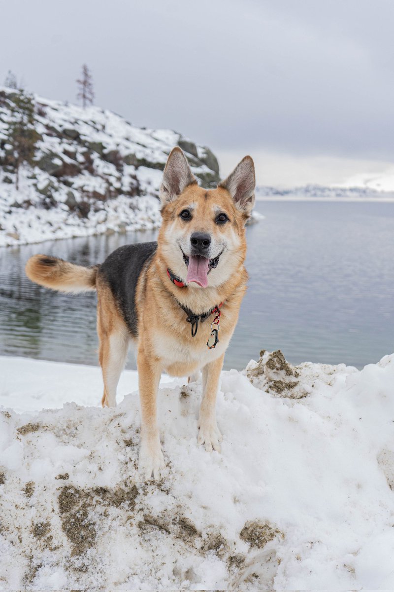 A crop would've done this one dirty... Now full glory!! 😍😍

#twitterdogcommunity #dogsoftwitter