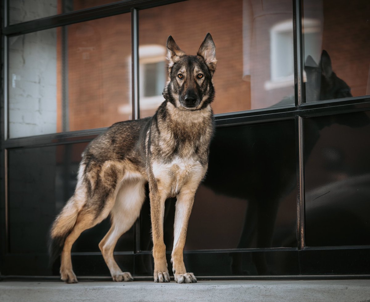 So I guess I’m on Twitter now. 🌚 #twitterdogcommunity #twitterdogs