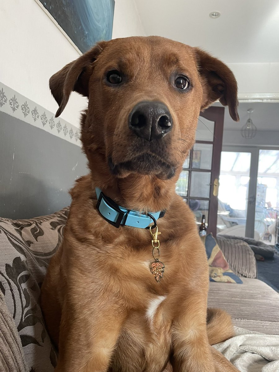 the_g0lden_duo tweet media