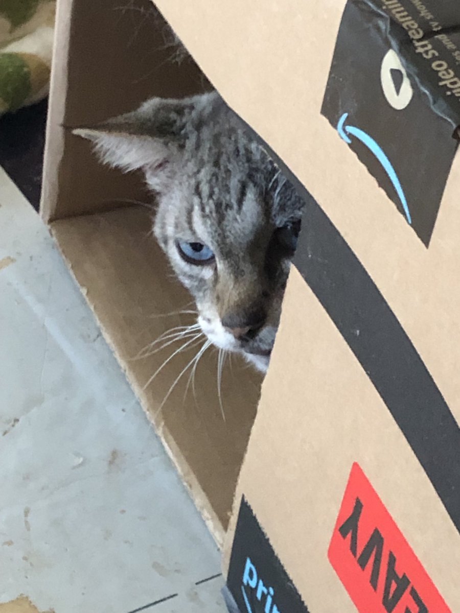 MacBeth loves his cardboard box castle! ❤️🐾😻#catsoftwitter #cats