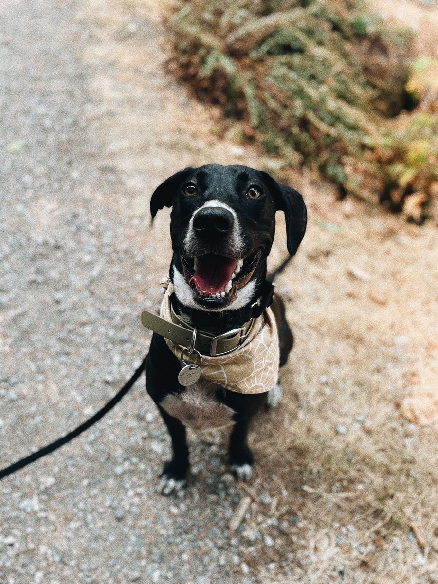 Sam's face when she finds out she's joining everyone on Twitter! (Kidding, she's currently asleep like always). #DogsofTwittter #twitterdogcommunity #TwitterDogs