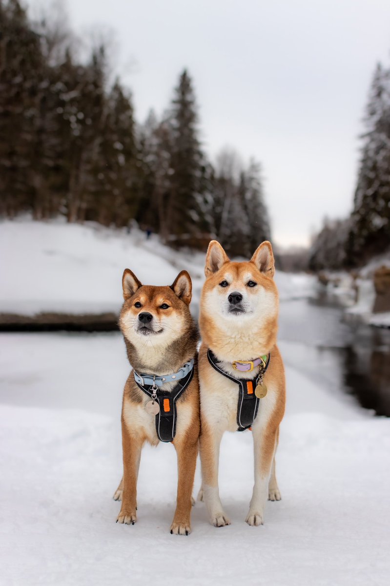 Twitter is on 🔥 so many tweet to keep up with 😂 #twitterdogcommunity