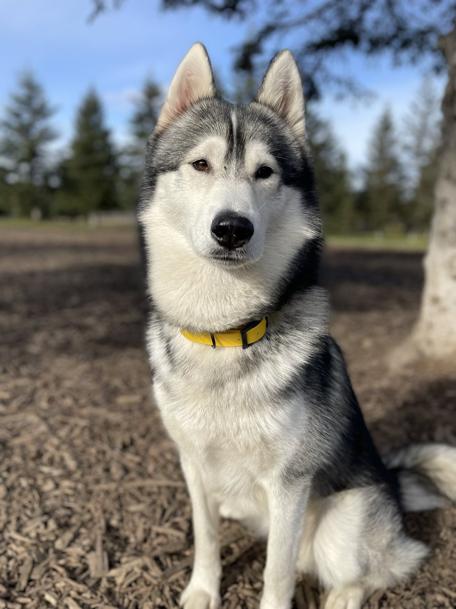 go.shilo tweet media