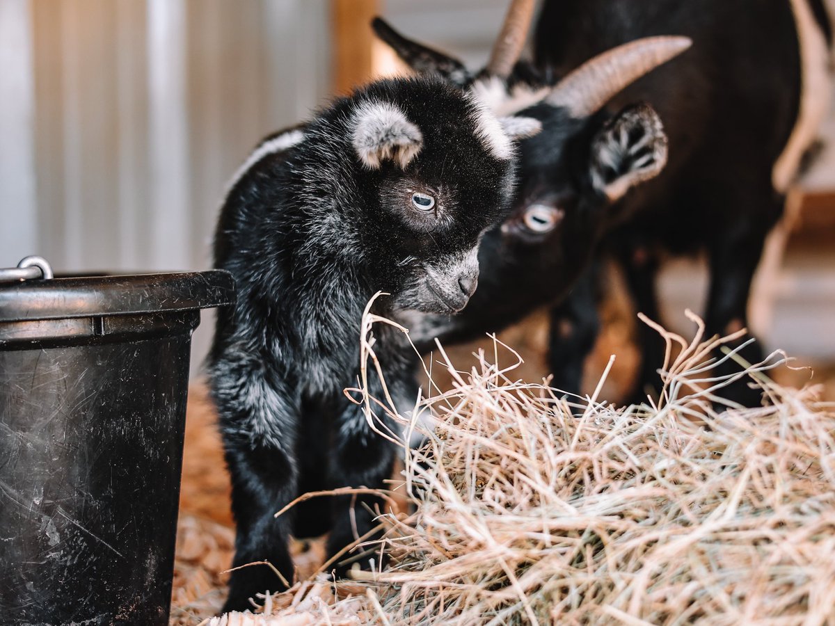 msfernyyy's tweet photo. Interrupting your regularly scheduled programming of Dog content to bring youβ¦ Baby Goats! Youβre welcome π
#babygoats #babygoatsoftwitter
#twitterdogcommunity https://t.co/fAl8mOjLPm
