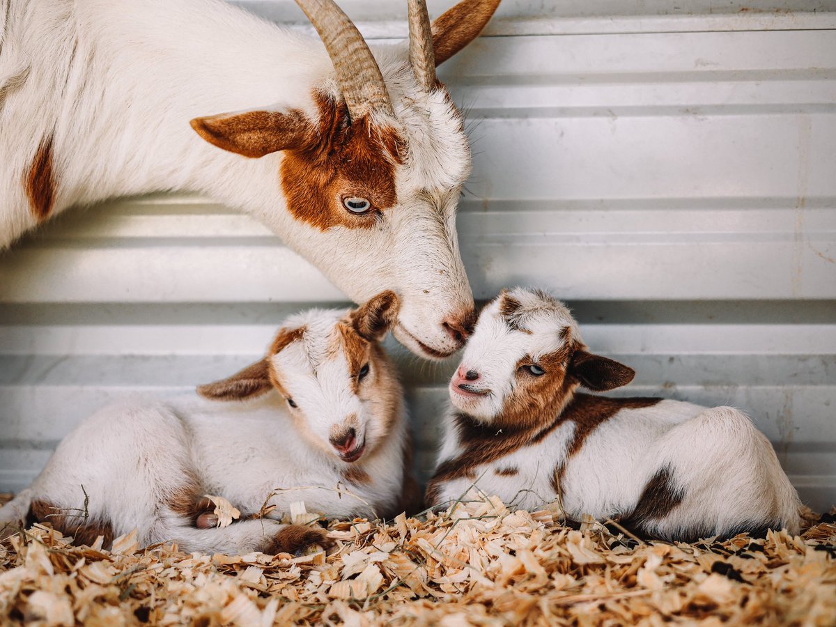 Interrupting your regularly scheduled programming of Dog content to bring you… Baby Goats! You’re welcome 😇
#babygoats #babygoatsoftwitter
#twitterdogcommunity