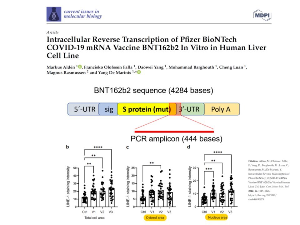 CoronaReduit's tweet photo. Pfizer shot genetic information reverse transcriped into human liver cells IN VITRO
In other words: human liver cell DNA was altered by it in this lab study.
https://t.co/syvUtwHutV https://t.co/iIthFHgvtc