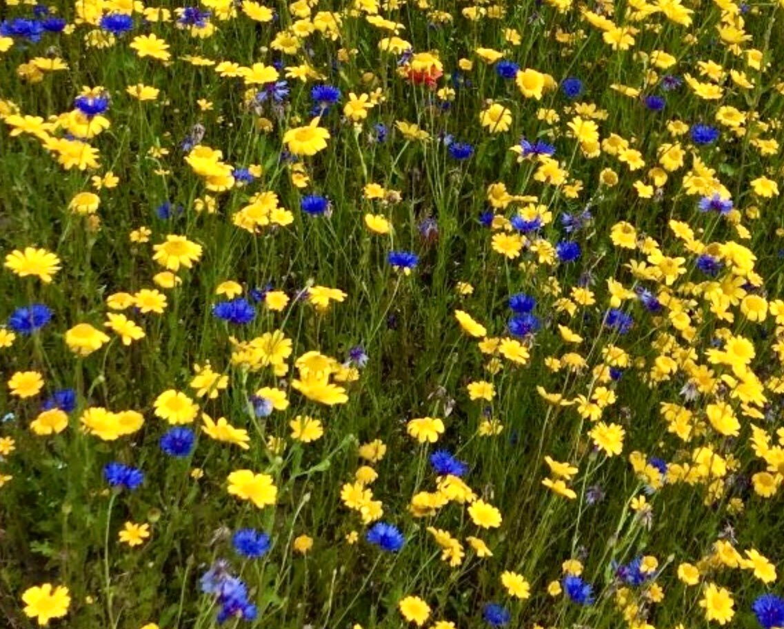 Cloudymamma tweet media