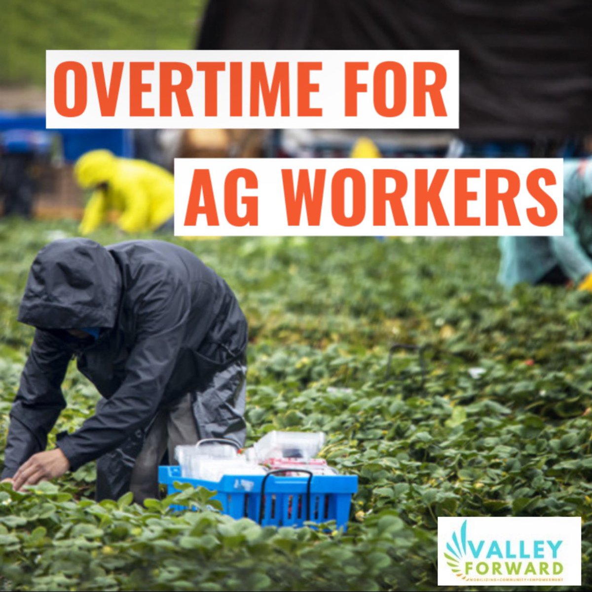 AG WORKERS IN CA:  Employers with 26+ employees must pay overtime to agriculture workers after 8 hours/day or 40 hours/week. Workers at small employers with 25 or fewer employees also earn overtime!
#valleyforward #agricultureworkers 
Learn more here: bit.ly/3gkBdUR