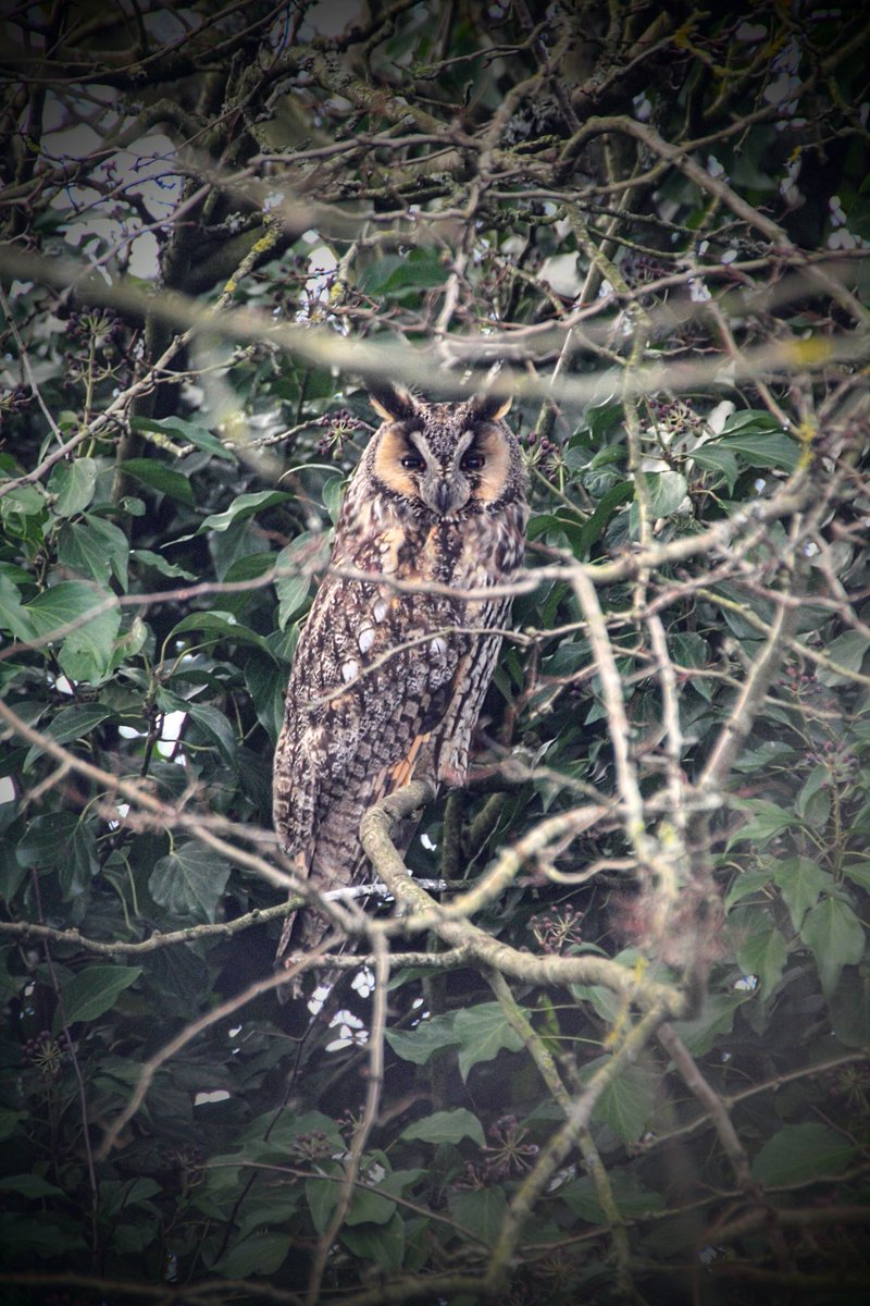 MeganRural's tweet photo. When I wrote Species of the Month I hadn't had the privilege of seeing a Long-eared owl, but today that changed, as my friend/colleague @fbuner has three(!) roosting in his garden as of a few days ago! Such an exciting hour watching from afar, what an honour! @HOSbirding #farming https://t.co/eQQZuYZ63C