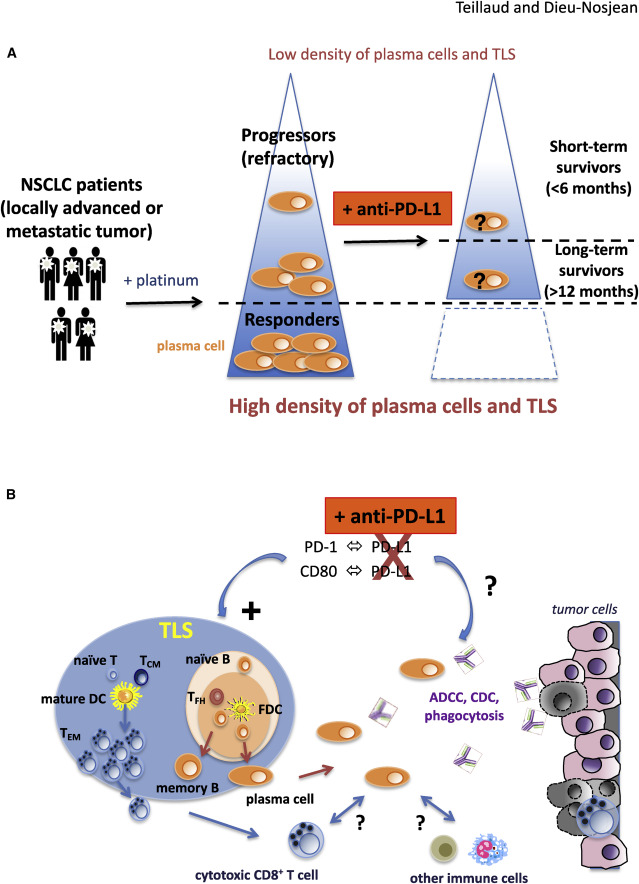 Online Now: Intratumoral plasma cells: More than a predictive marker of response to anti-PD-L1 treatment in lung cancer? dlvr.it/SKg1Bb