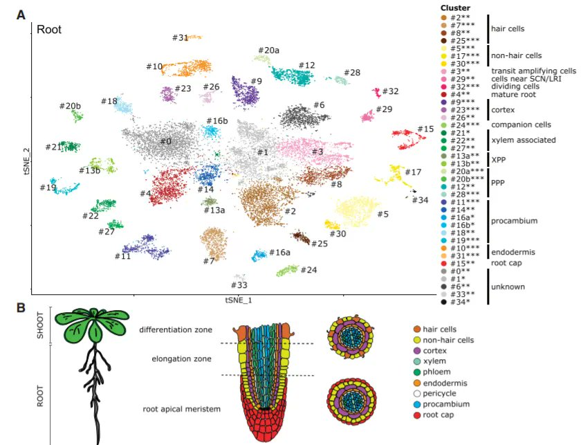 plantae_org's tweet photo. Plant Science Research Weekly:  Shoot and root single cell sequencing reveals tissue- and daytime-specific transcriptome profiles (Plant Physiol.) @fapelt86 (Summary by Orla Sherwood @orlasherwood ) https://t.co/WxVySBMt0e https://t.co/QJSwVlcp9U