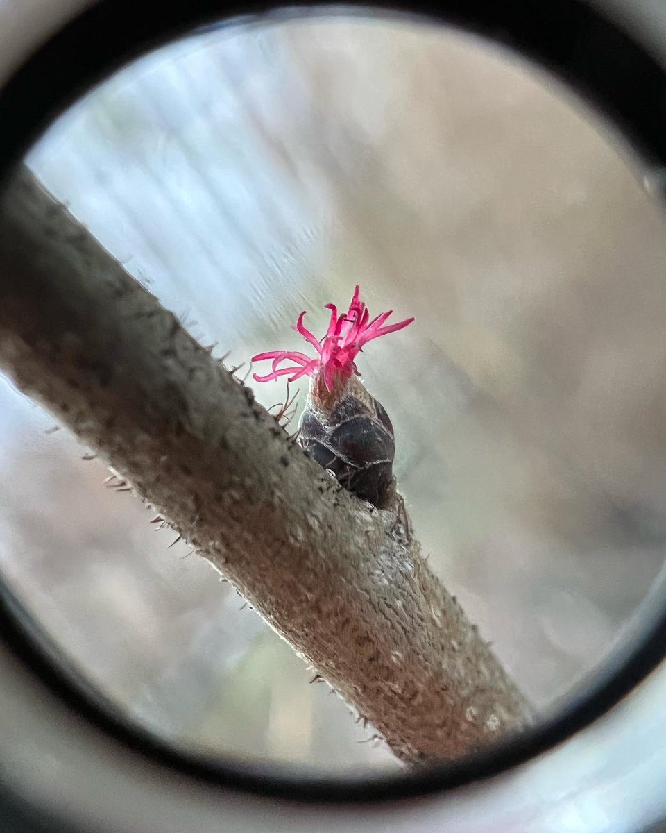 hallroyal's tweet photo. @LeifBersweden Corylus americana blooming in Georgia https://t.co/GcI7TxTxCn