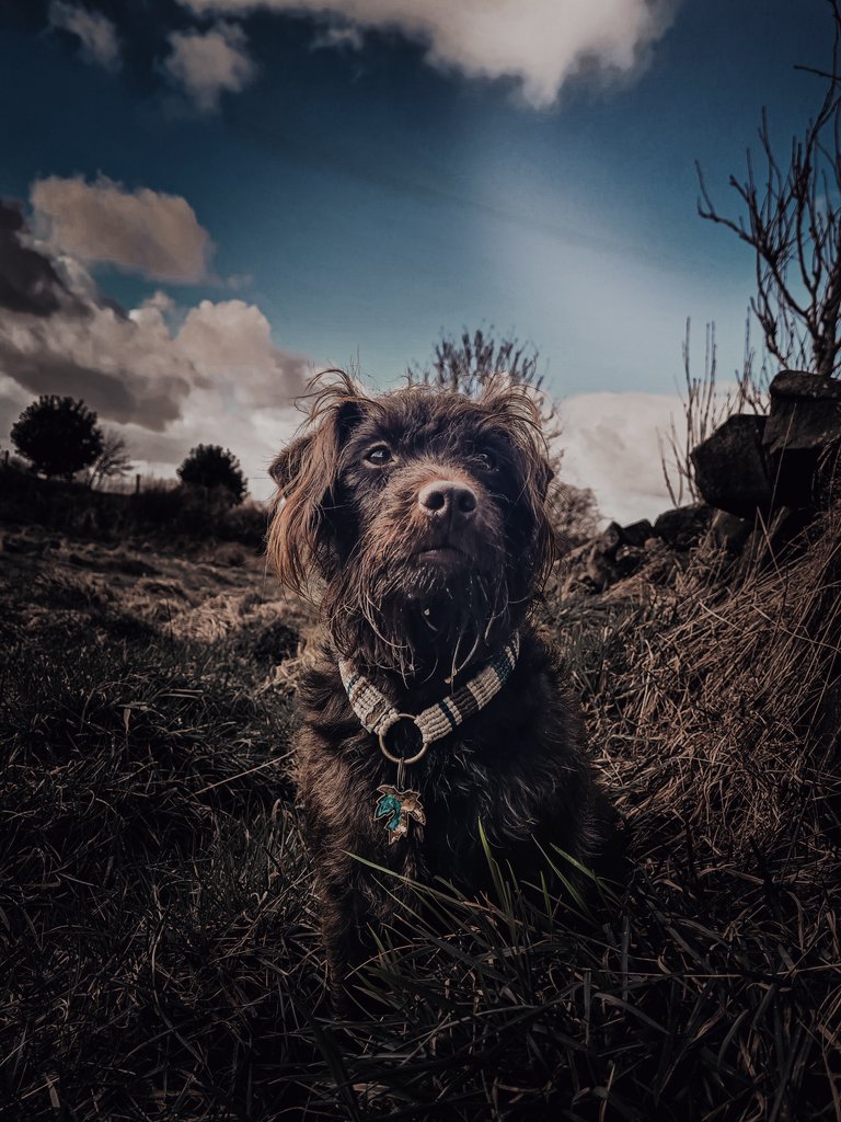 #twitterdogcommunity #dogsoftwitter #FridayFeeling