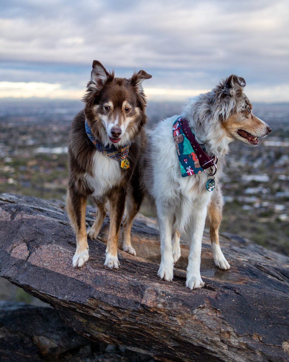 Ok I think we found a safe place above to watch insta crash and burn below. Things down there escalated reel quickly 😂 
Reply with you handle? (Is that what they are even called??) and we will check you out! #freshstart #twitterdogcommunity #instadying