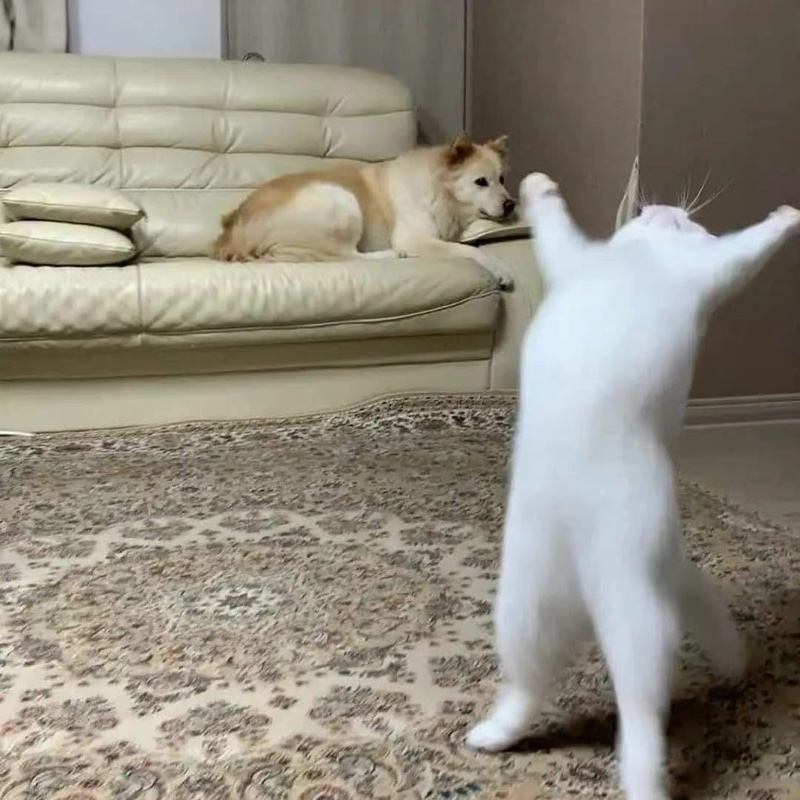 BocksSteamStar's tweet image. Wow! Someone is really happy that Bock's  Steam Star cleaned their carpets, floors, and upholstery!  If you want this happy feeling, call us (913) 438-7767 or email us at clientservice@steamstar.net.  Have a great weekend! #unbelievablefeeling #Itsclean #happy