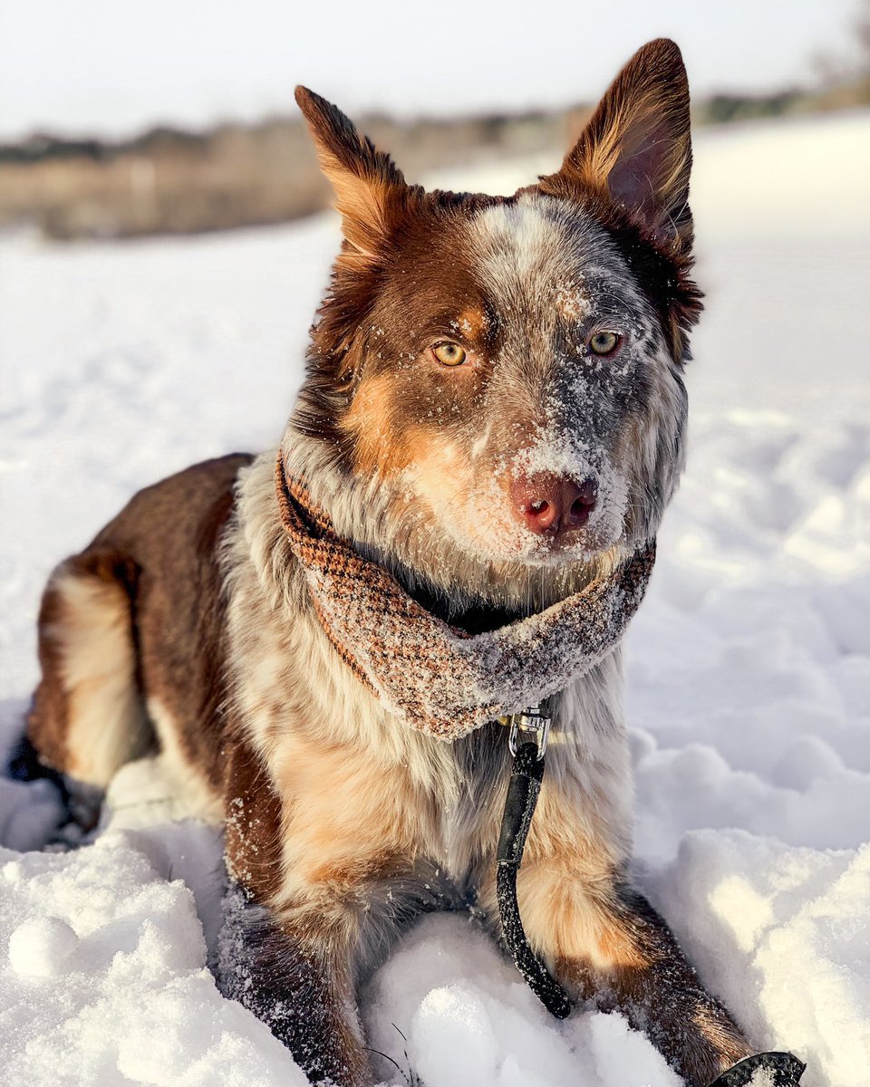 Ok guys. The real question is how’re we feeling about Twitter now that we are all here… I’m not going to lie I’m conflicted 😅

#twitterdogcommunity #twitterdogs #TwitterDailyBlog #dogsofinstagram #dogsoftwitter