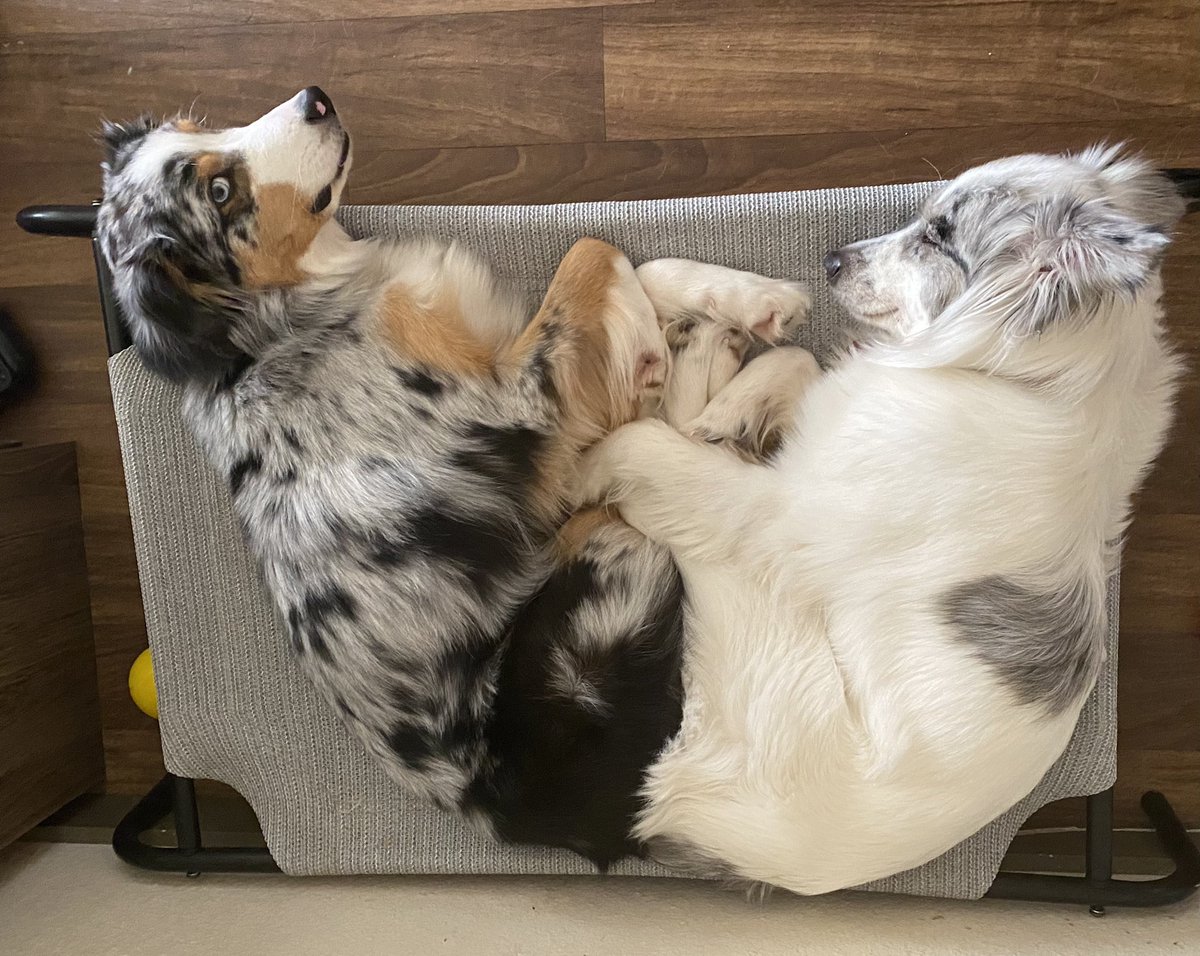 Oakley • Luna • Peanut tweet media